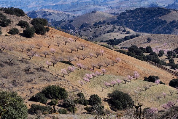 Several almond trees in blossom on mountain slope