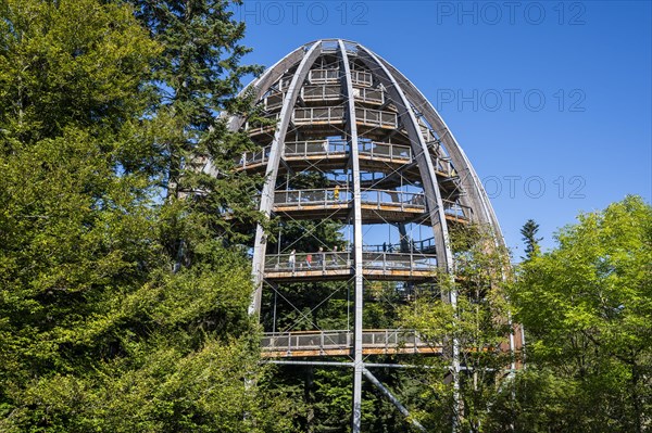 Treetop path