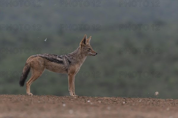 Black-backed jackal