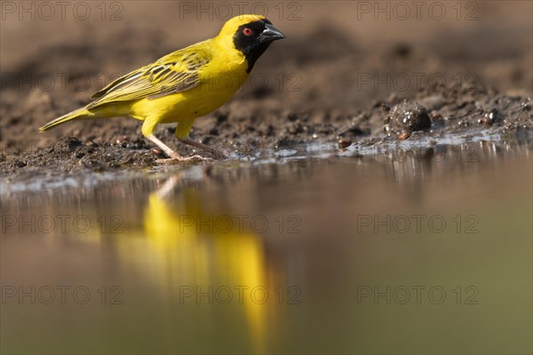 Southern masked weaver