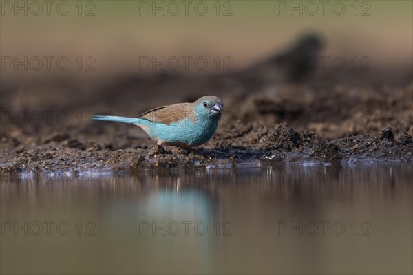 Blue waxbill