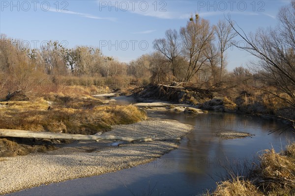 Alluvial forest