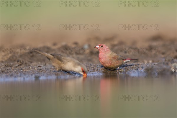 Red-billed firefinch