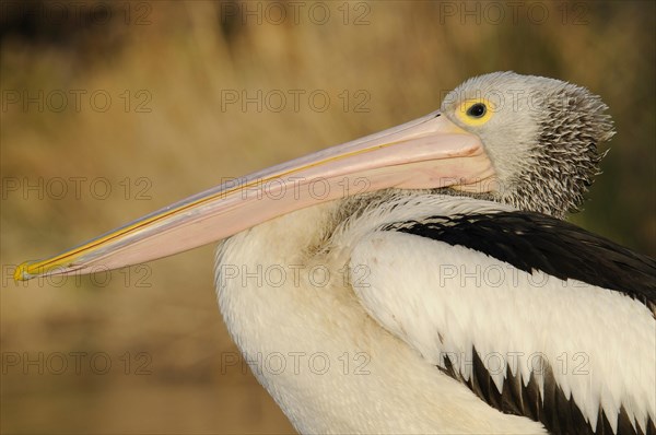 Australian pelican