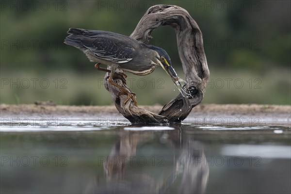 Striated heron