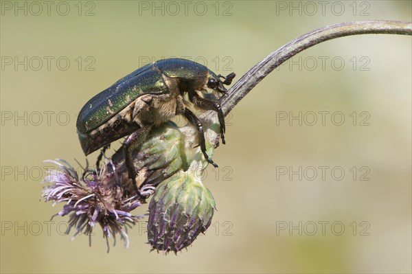 Rose chafer