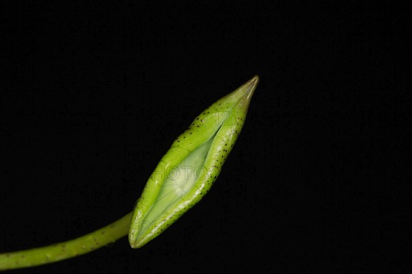 A leaf of the Indian lotus