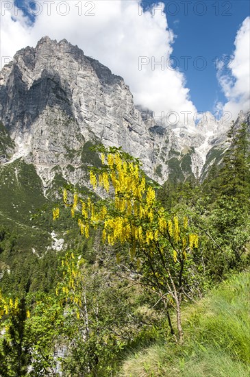 Yellow flowering tree