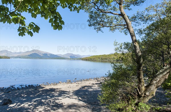 Trees on the shore