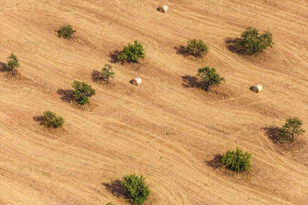 Harvest with straw bales landscape with olive trees aerial view in Majorca