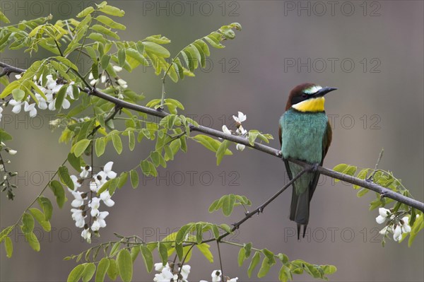 Bee-eater