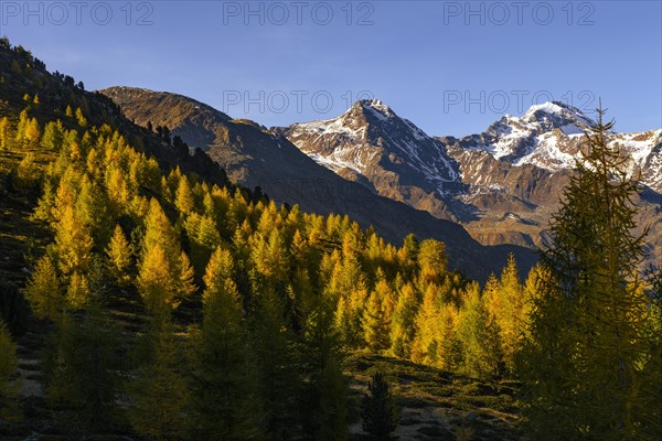 Autumn larch