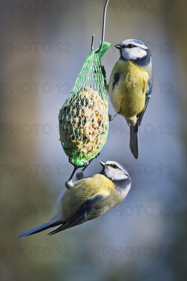 Blue Tit