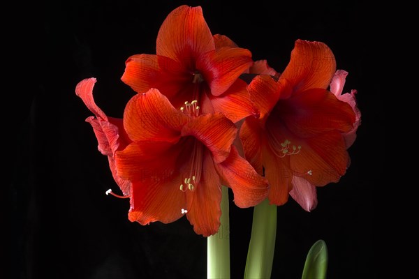 Amaryllis flowers