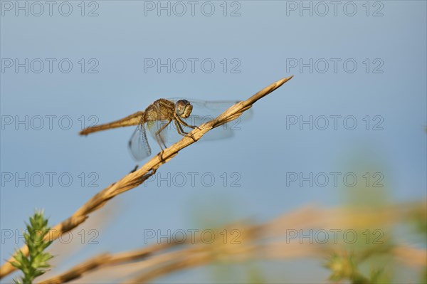 Red-veined darter