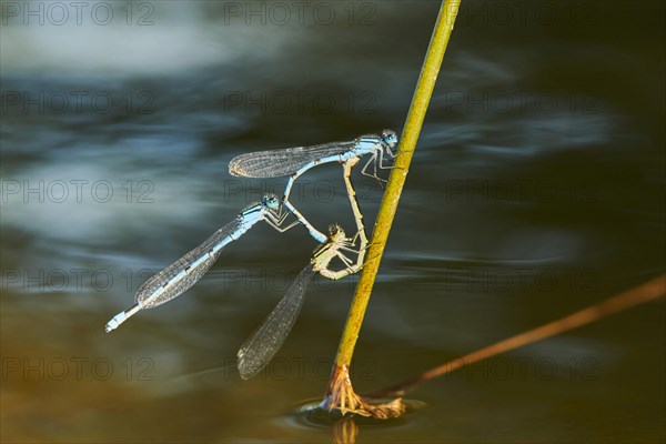 Azure damselfly