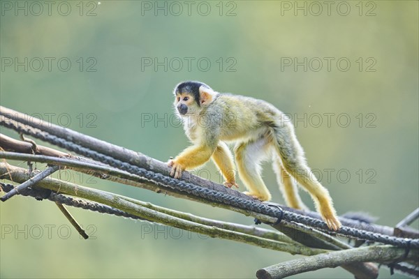 Common squirrel monkey