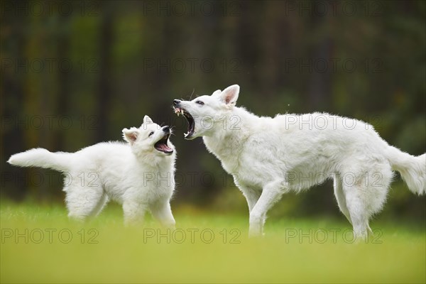 White Swiss Shepherd Dog