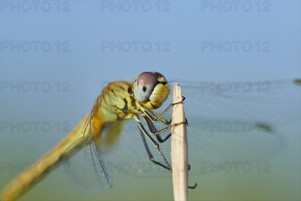 Red-veined darter