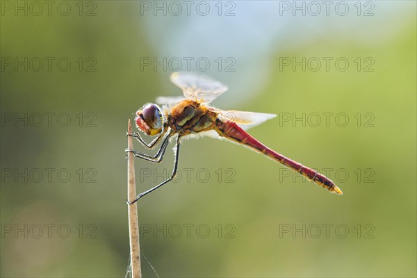 Red-veined darter