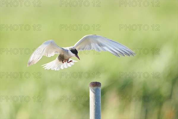 Whiskered tern