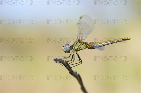 Red-veined darter