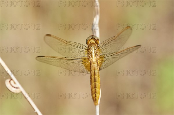 Red-veined darter