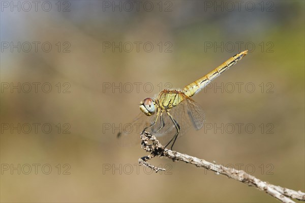 Red-veined darter