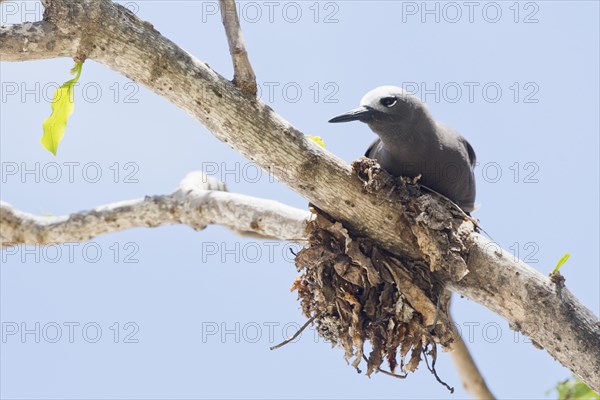 Brown noddy