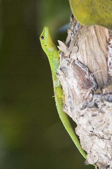 Small day gecko