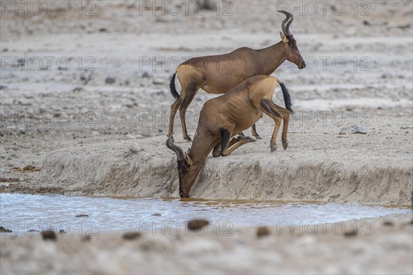 Red hartebeest