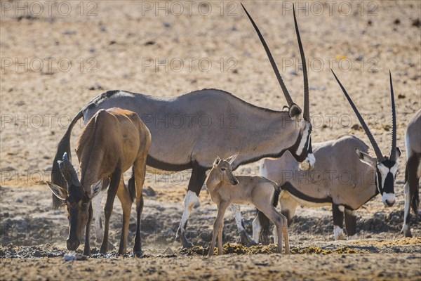 Red hartebeest