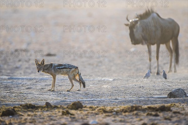 Black-backed jackal