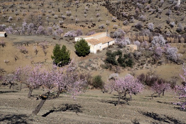 Old country house in flowering almond orchard