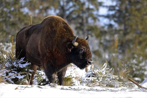 European bison