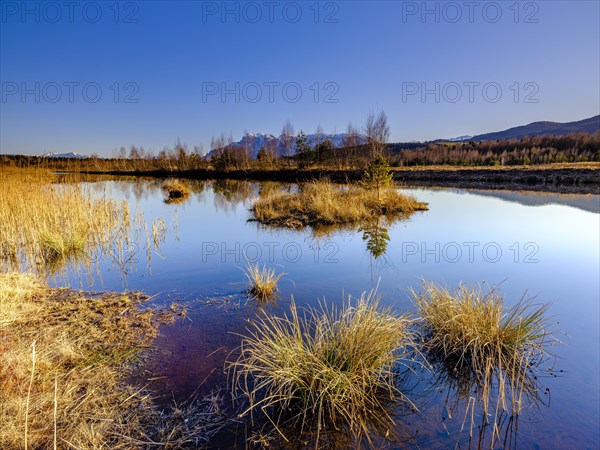 Moor lake in the Ainringer Moor