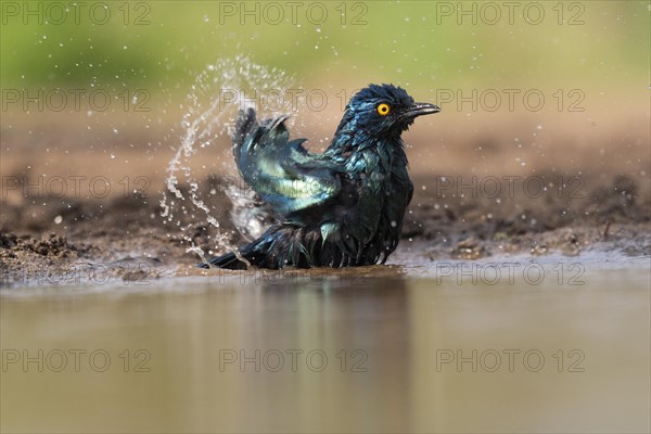 Cape starling