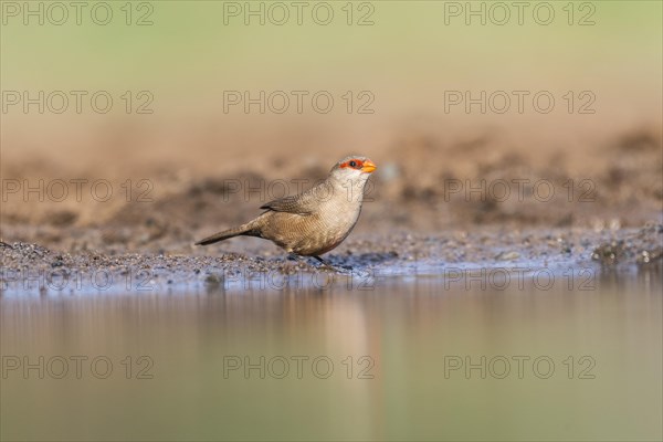 Common waxbill