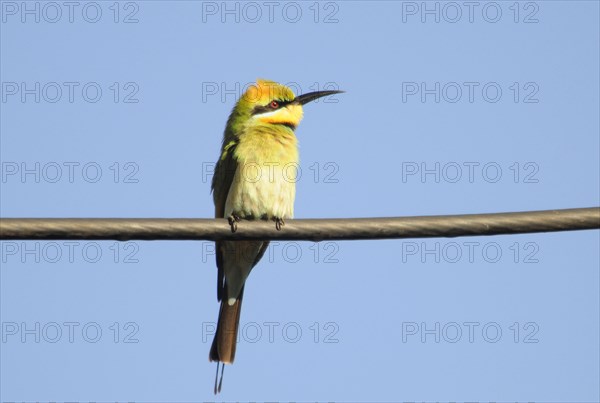 Rainbow bee-eater