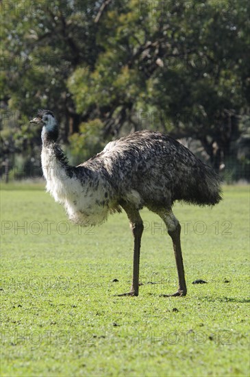 Emu