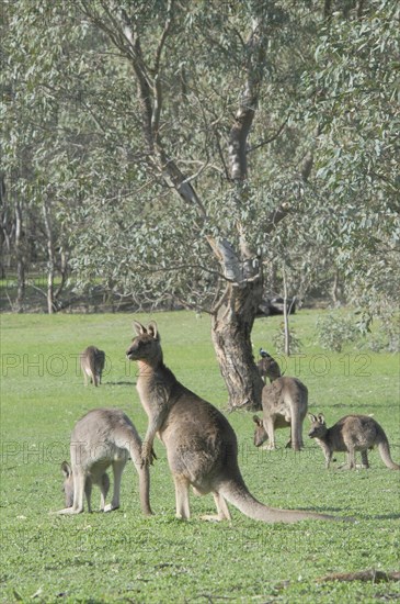 Eastern grey kangaroo