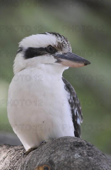 Laughing kookaburra