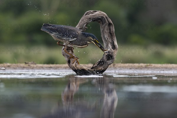 Striated heron