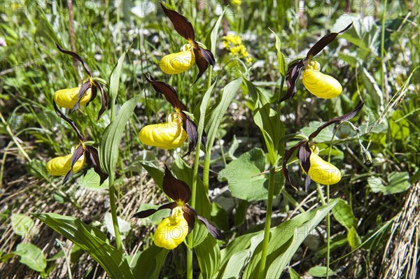 Yellow lady's slipper orchid