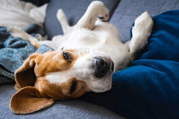 Beagle dog male sleep on a couch on his back