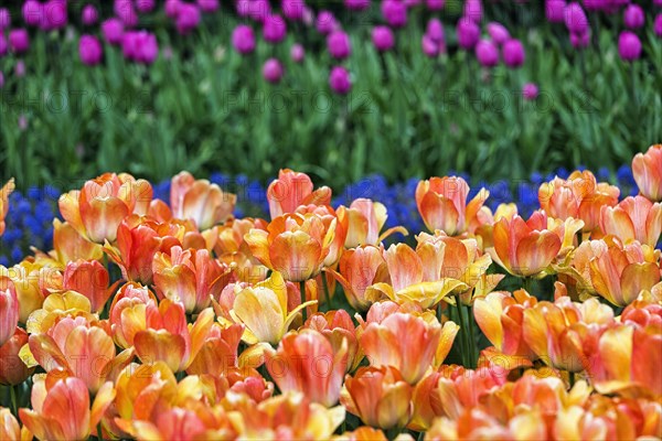 Orange tulips