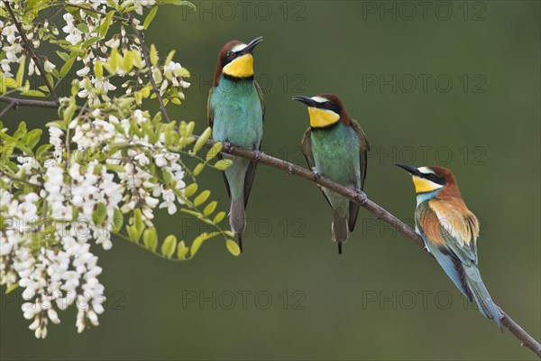 Bee-eater