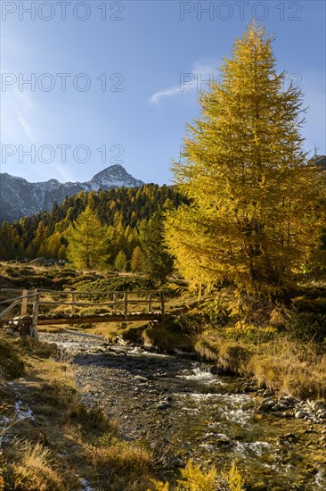 Autumn larches