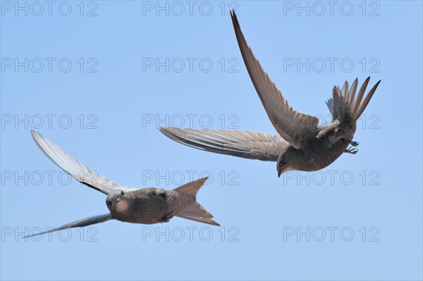 Common swift