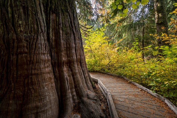 Wooden path around a thick western red cedar